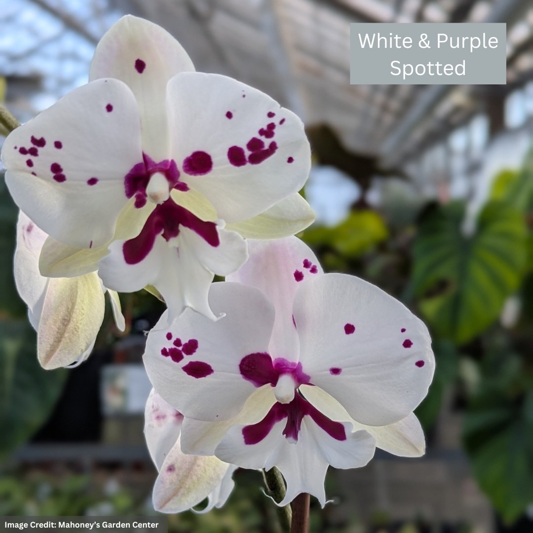 Orchid – 4″/5″ Pot